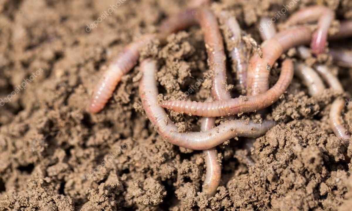 How to increase fertility of the soil by means of earthworms