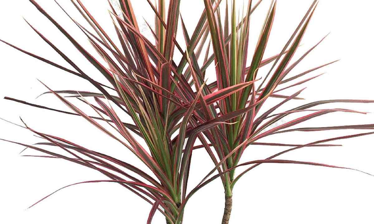 As well as in what pot to replace dragon tree