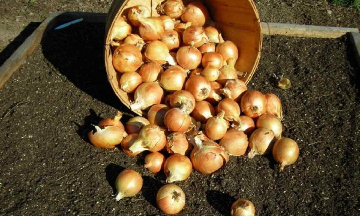 How to plant onions towards the winter