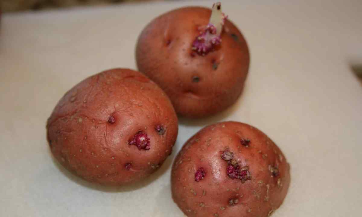 How to grow up potato seeds
