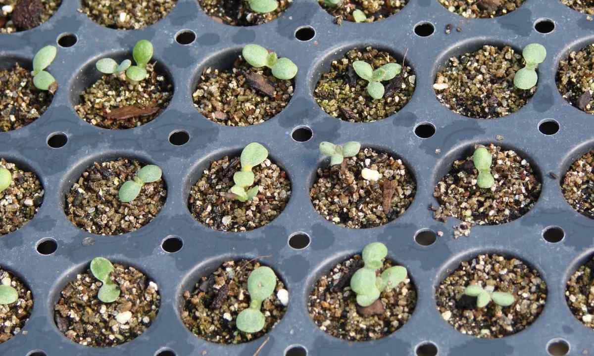 How to pave the way for seedling