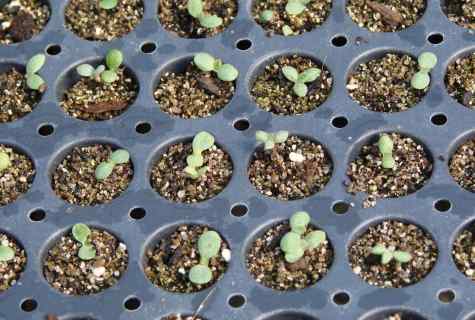 How to pave the way for seedling