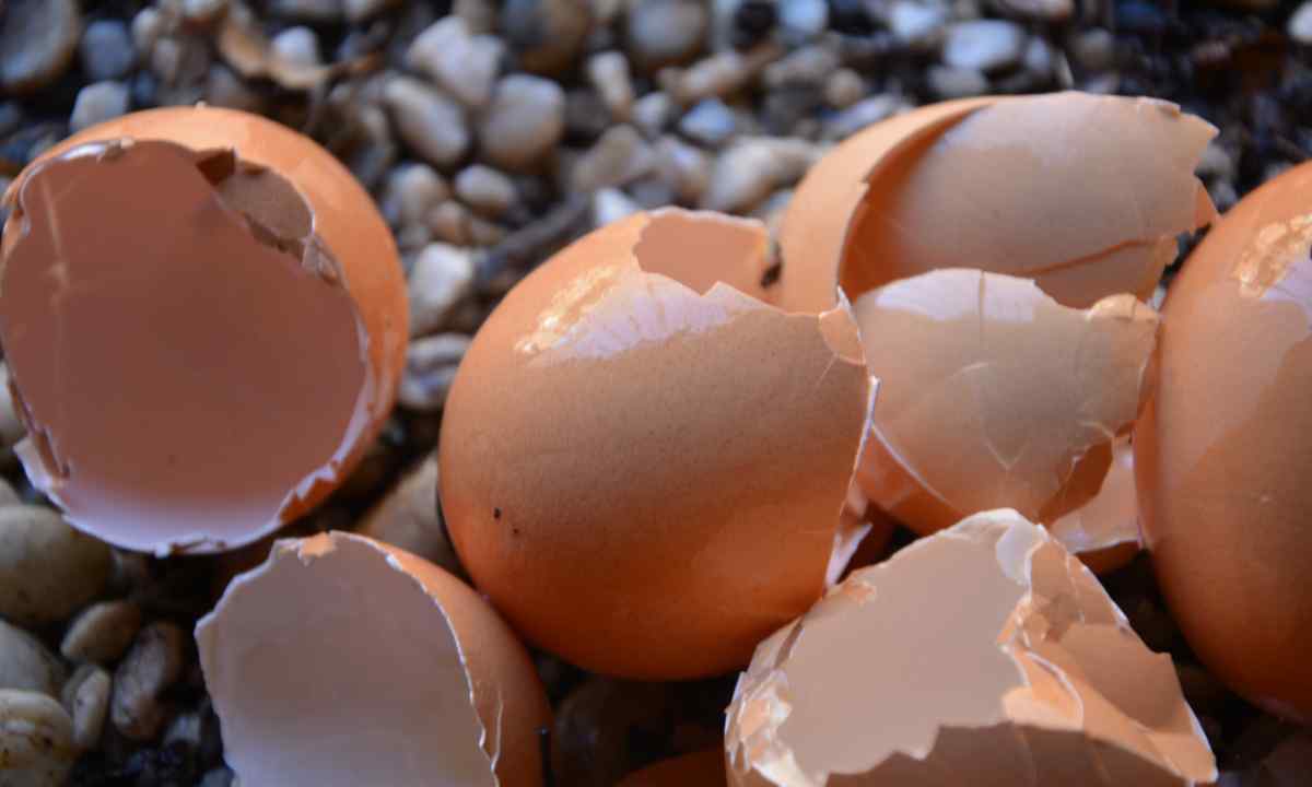 Egg shell as fertilizer for kitchen garden