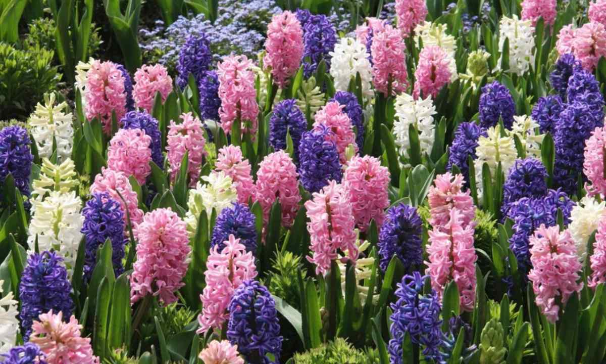 How to keep hyacinth