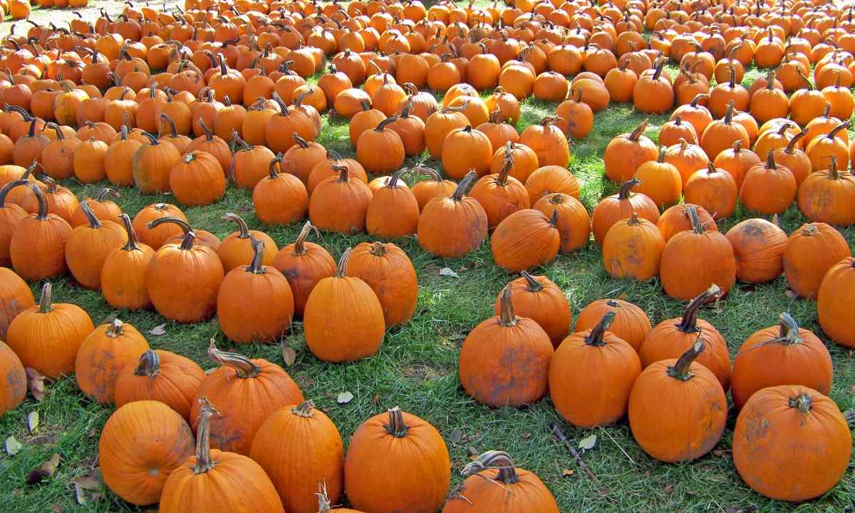 As it is correct to remove and store pumpkin fruits in the fall