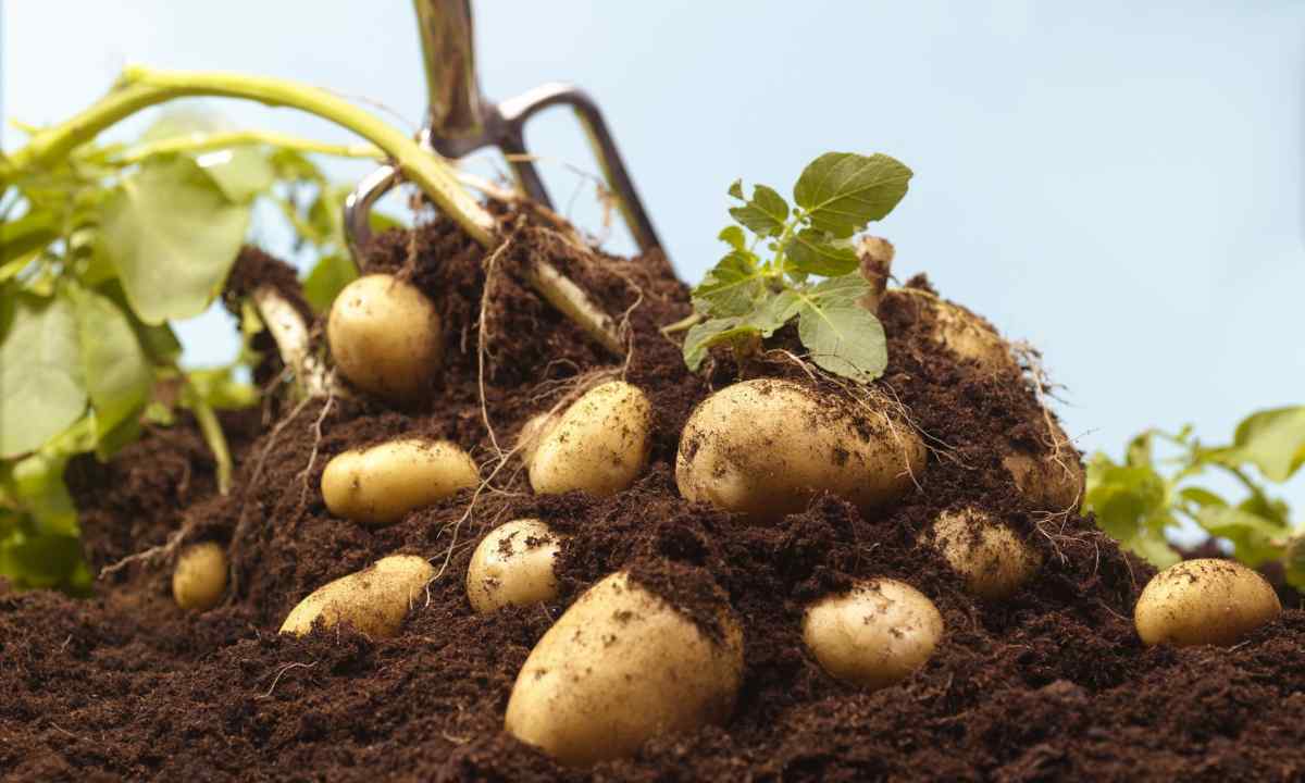 How to grow up potatoes without soil redigging