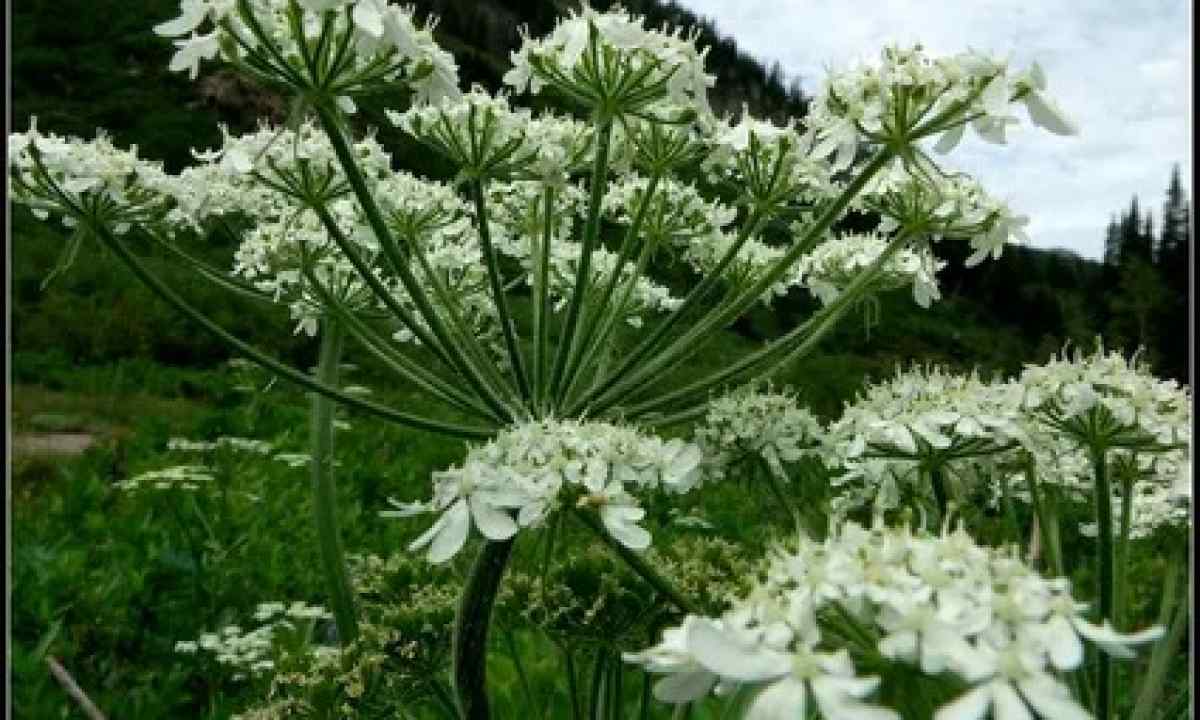 What the cow-parsnip is dangerous by