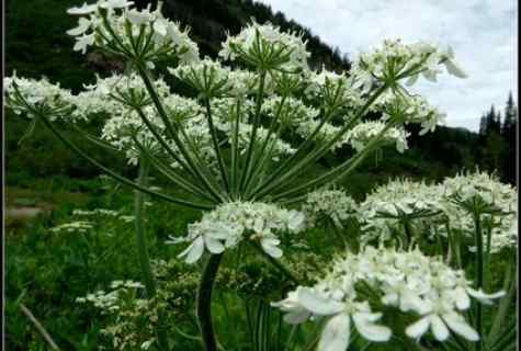 What the cow-parsnip is dangerous by