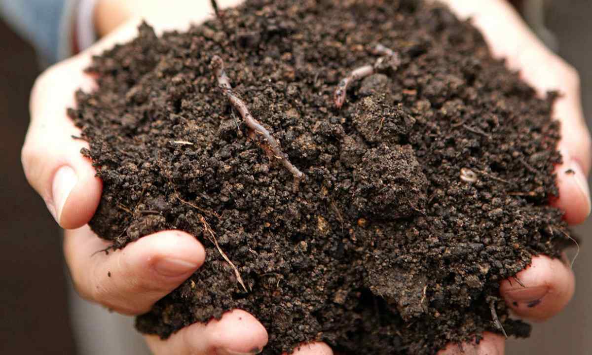 How to bring ashes in the soil