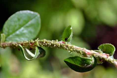 How to get rid of plant louse on plants