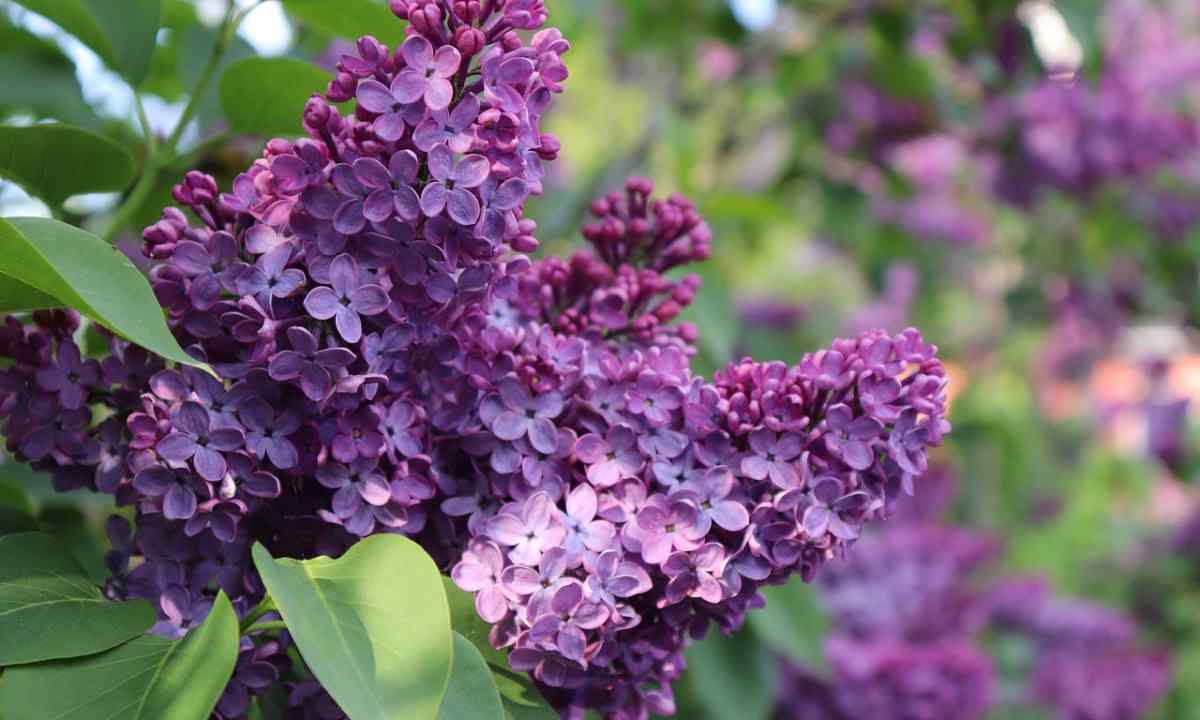 How to grow up lilac