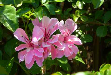 The most beautiful, blossoming ornamental shrub