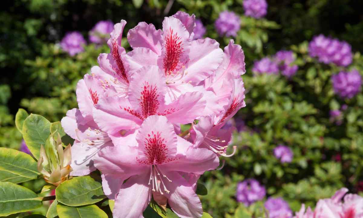 Rhododendrons: what is necessary for abundant blossoming