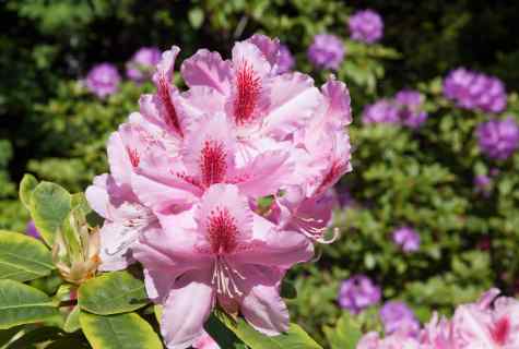 Rhododendrons: what is necessary for abundant blossoming