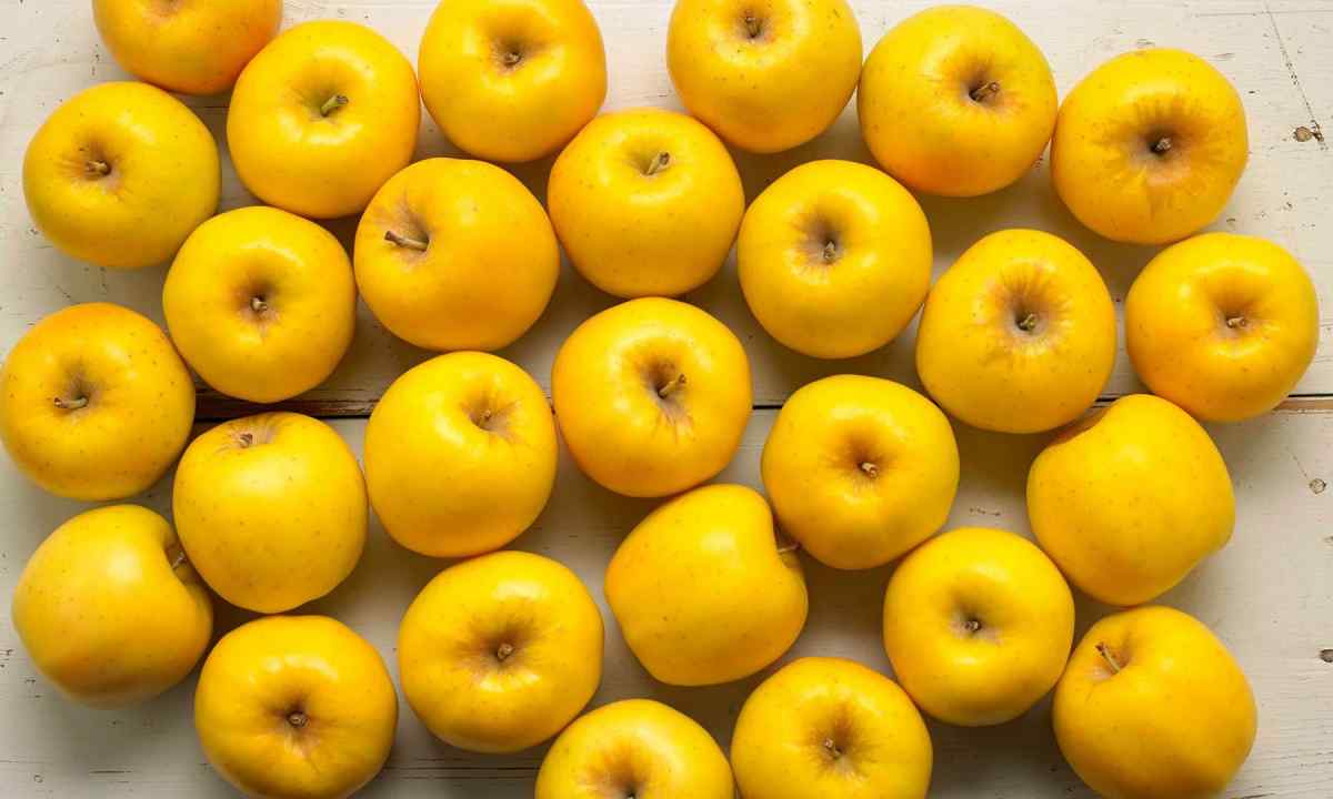 "Gold apples": the best grades of yellow tomatoes