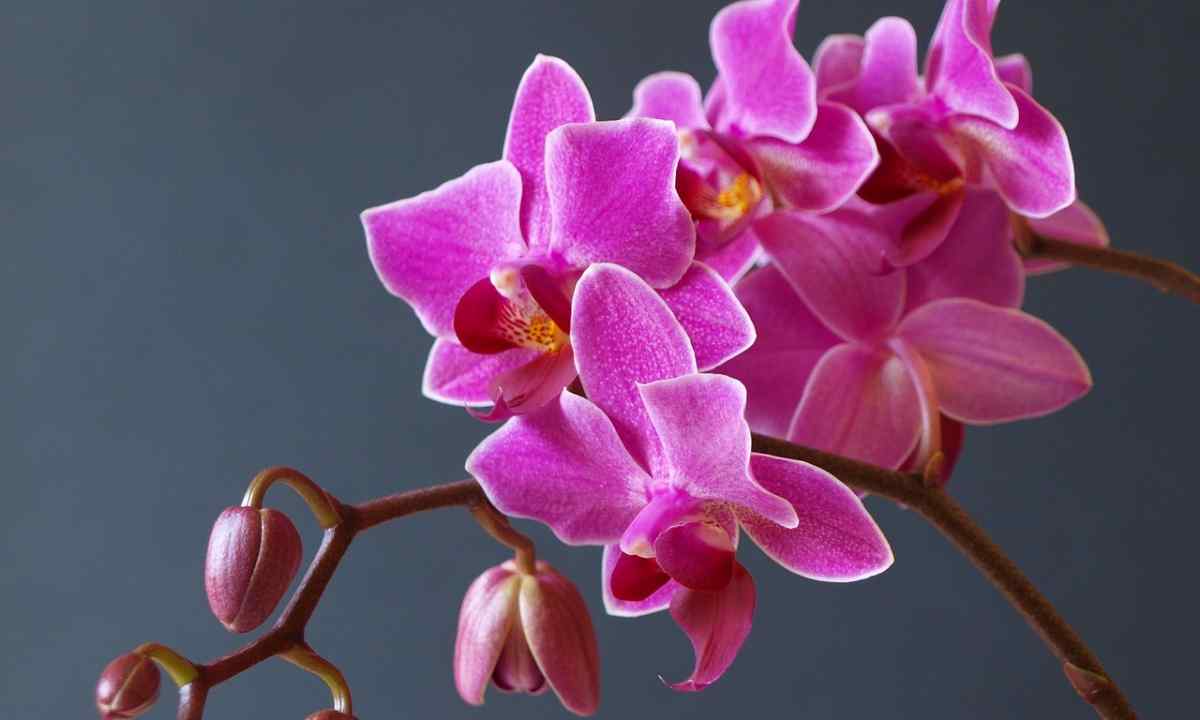 What orchids happen