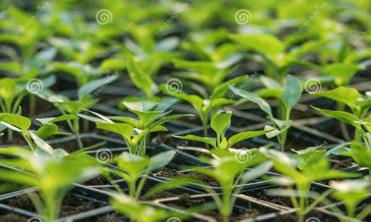 Why do not sprout pepper seeds