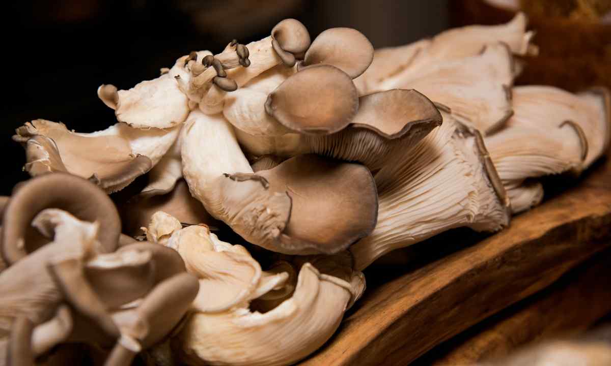 Oyster mushrooms: how to grow up harvest