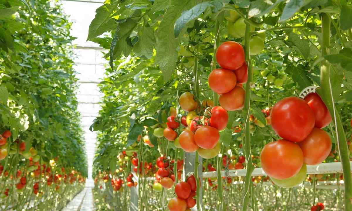 Than to feed up tomatoes in the greenhouse