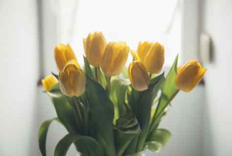 How to grow up yellow tulips