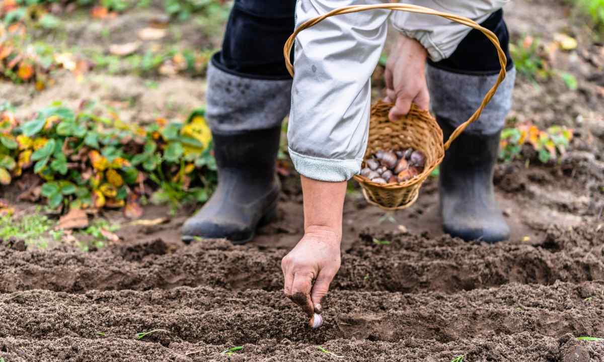 The sowing calendar for gardeners-gardeners