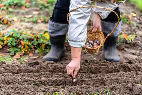 The sowing calendar for gardeners-gardeners