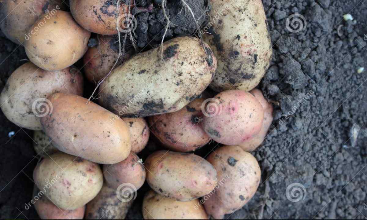As it is correct to hill potatoes on personal plot