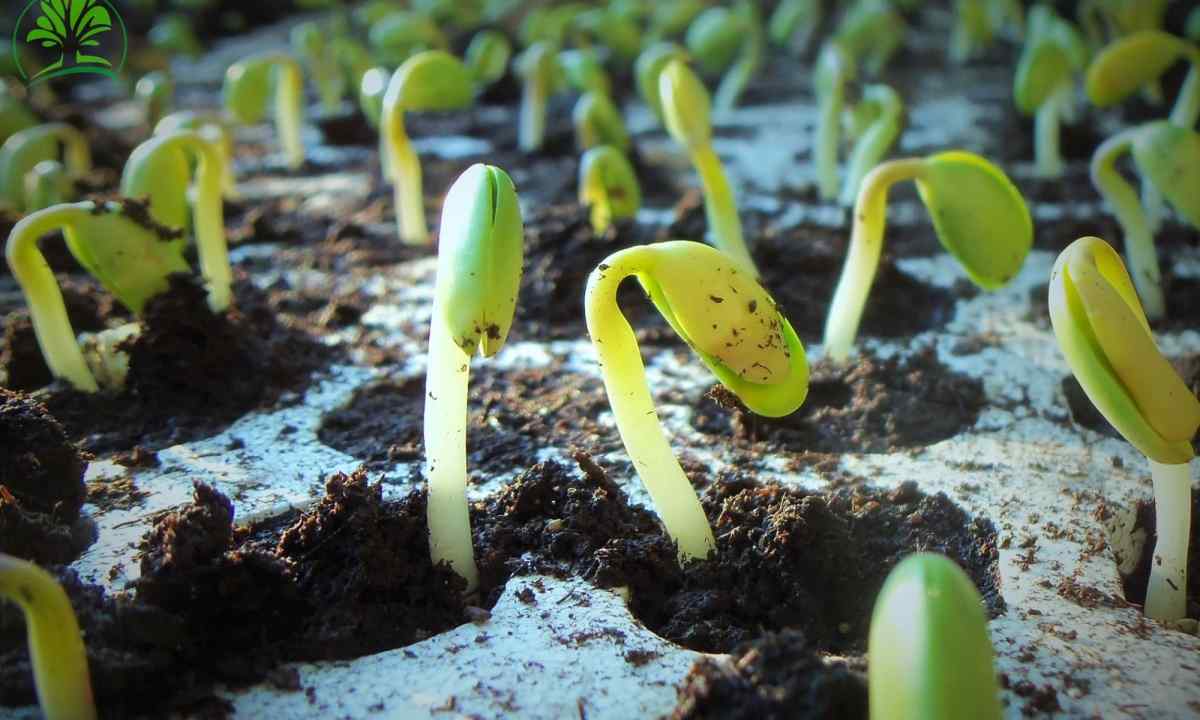 What to sow on seedling in February