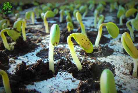 What to sow on seedling in February