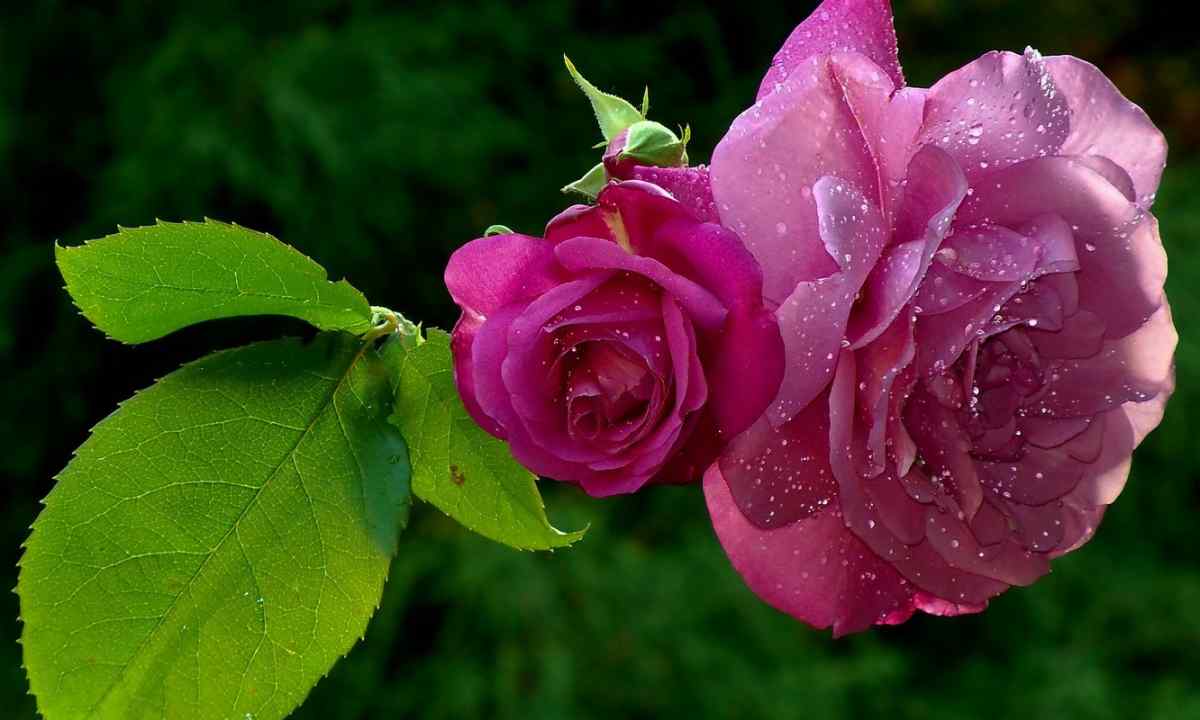 Roses: 7 most beautiful grades resistant to mealy dew