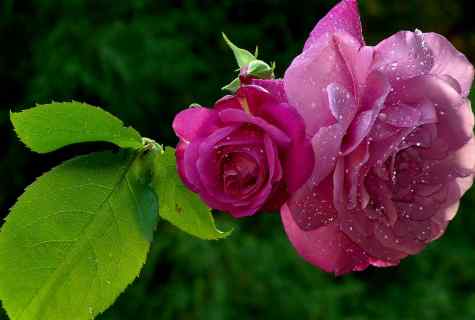 Roses: 7 most beautiful grades resistant to mealy dew