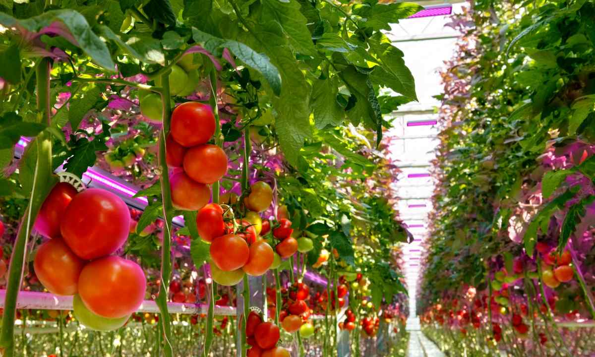How to plant tomatoes to the greenhouse