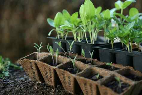 How to plant celery seedling in January