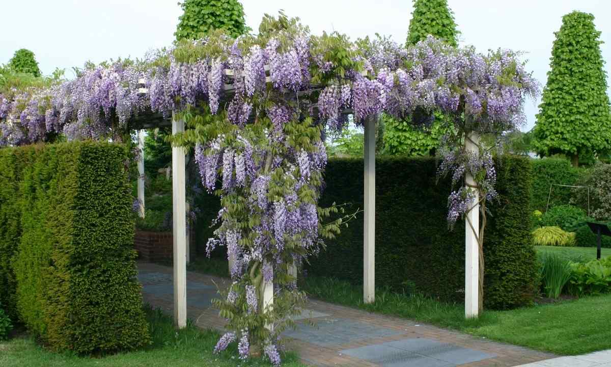How to plant trees and shrubs in pergola