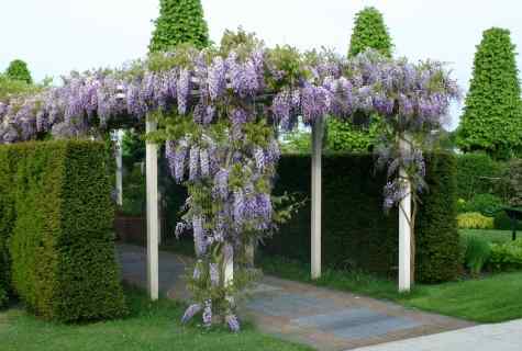 How to plant trees and shrubs in pergola