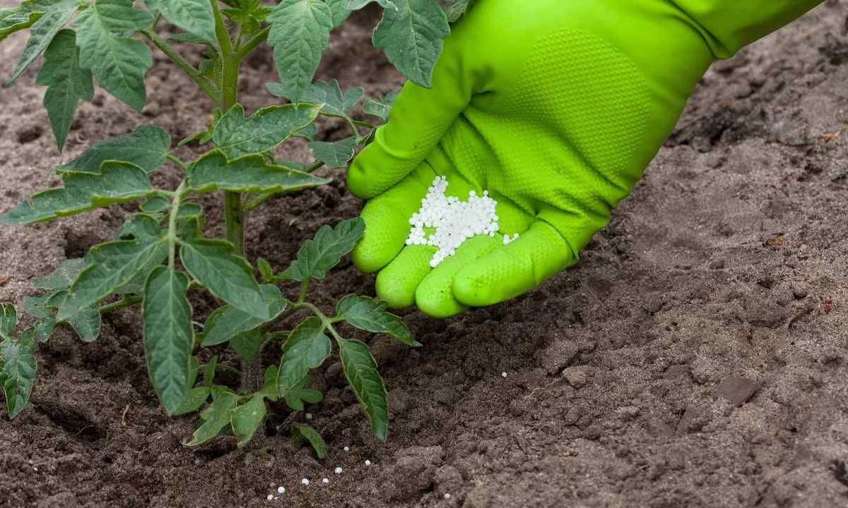Fertilizing for tomatoes on the basis of yeast