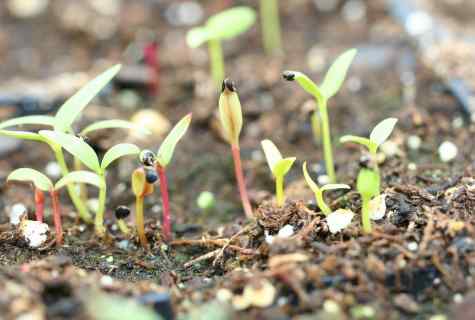 How to plant seedling of flowers