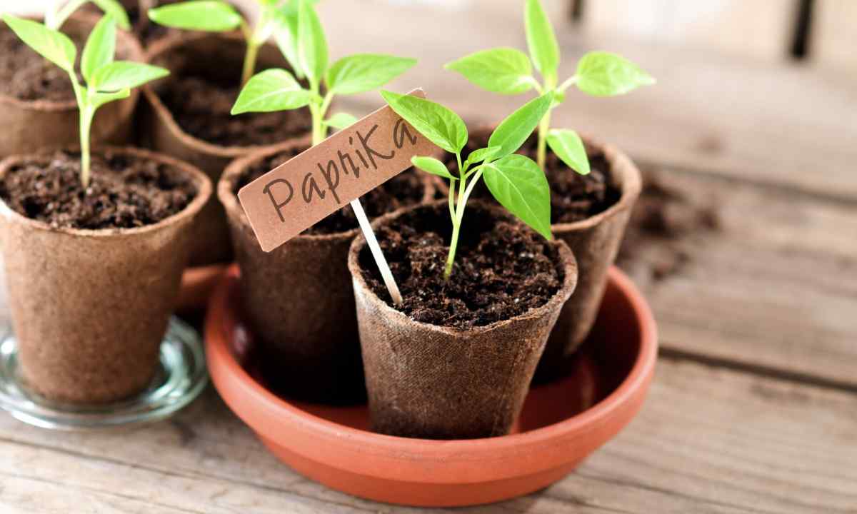 How to plant plants in April according to the Lunar calendar