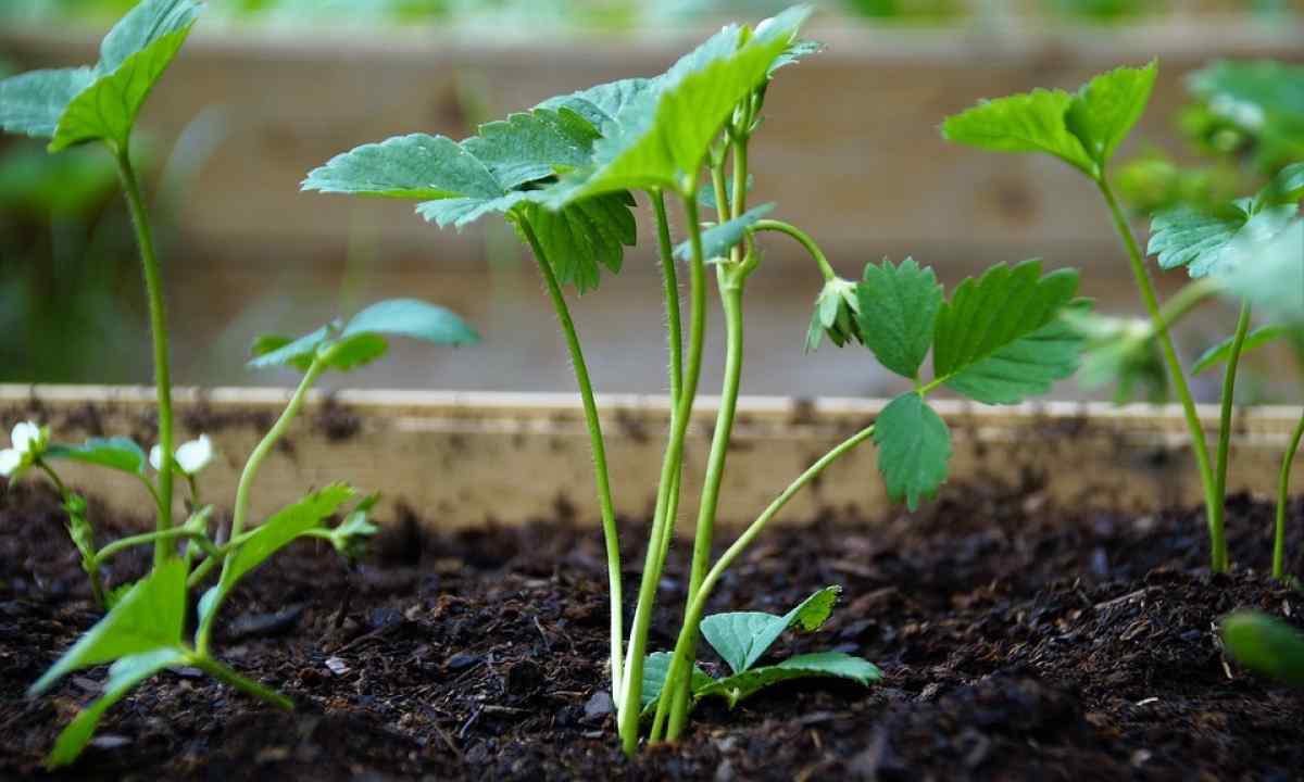 How to choose good strawberry seedling