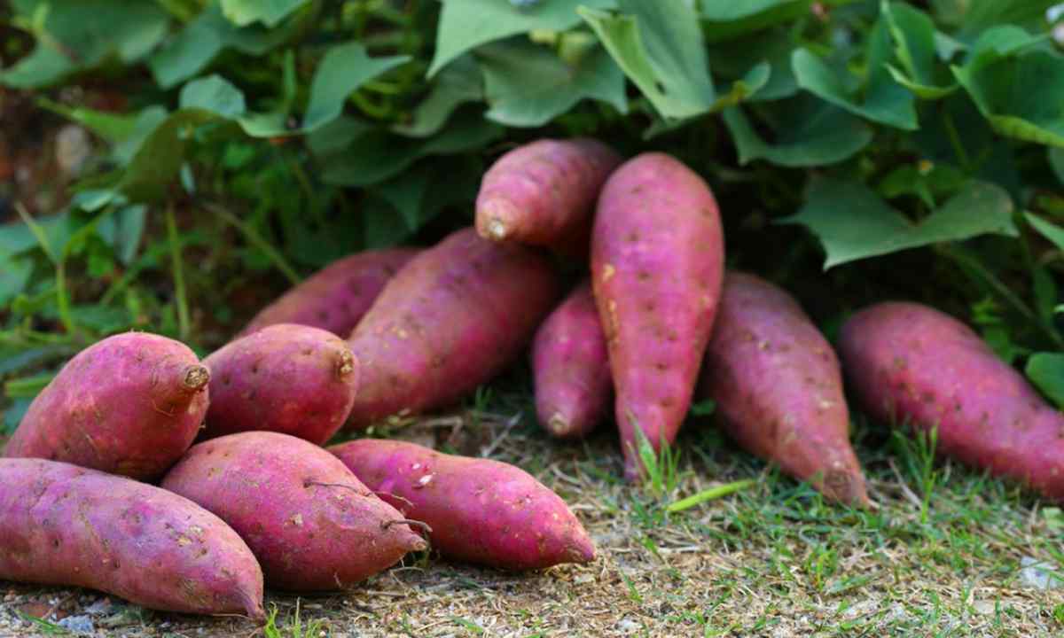 How to grow up sweet potato