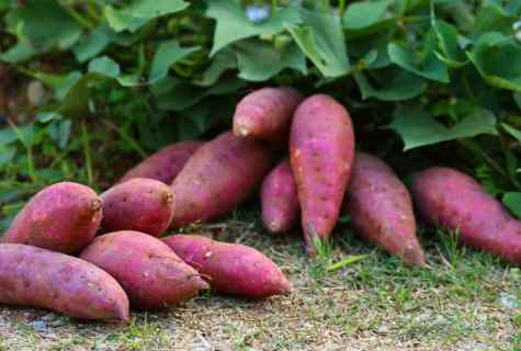 How to grow up sweet potato