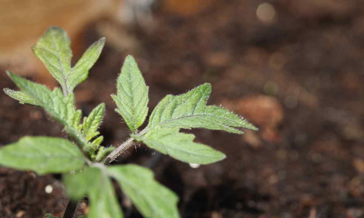 Why at seedling tomato leaves are twisted