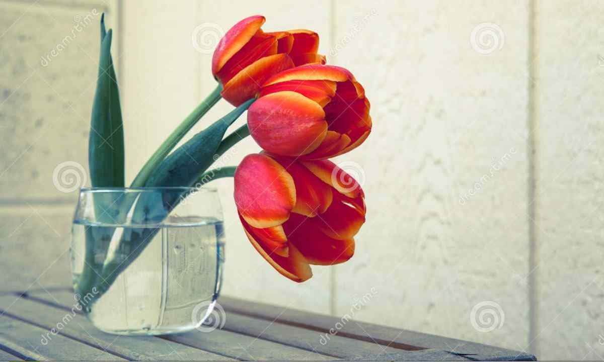 Why leaves of tulips are hung and sluggish