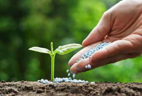 Why nitrogen fertilizers bring in the spring