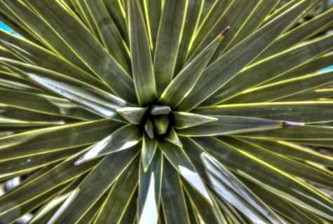 All about yucca: how to look after plant