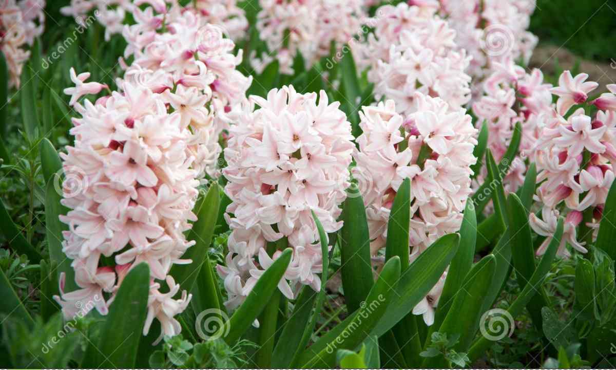 Hyacinths: conditions of cultivation and leaving