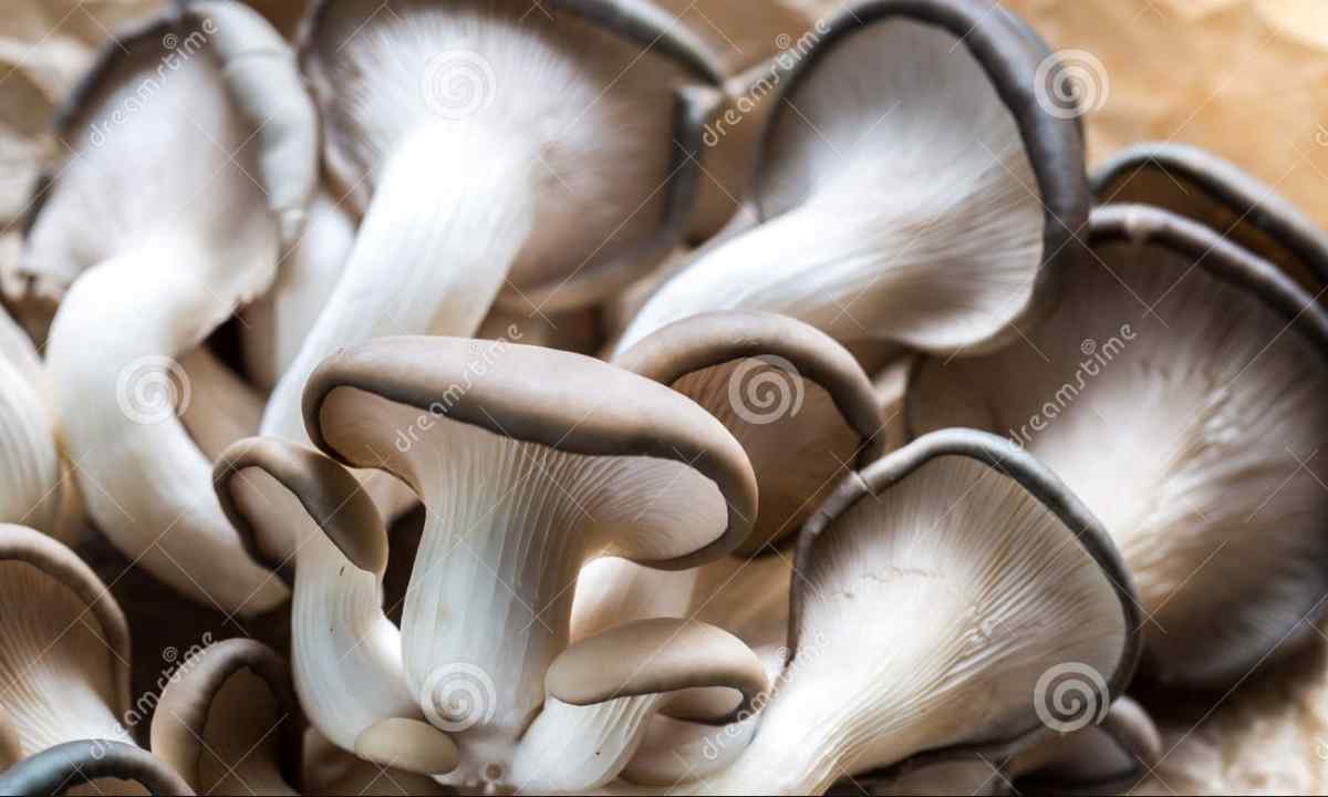 How to grow up oyster mushrooms on the site