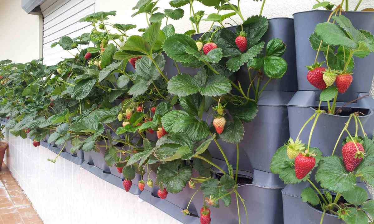 Whether it is possible to grow up wild strawberry on the balcony