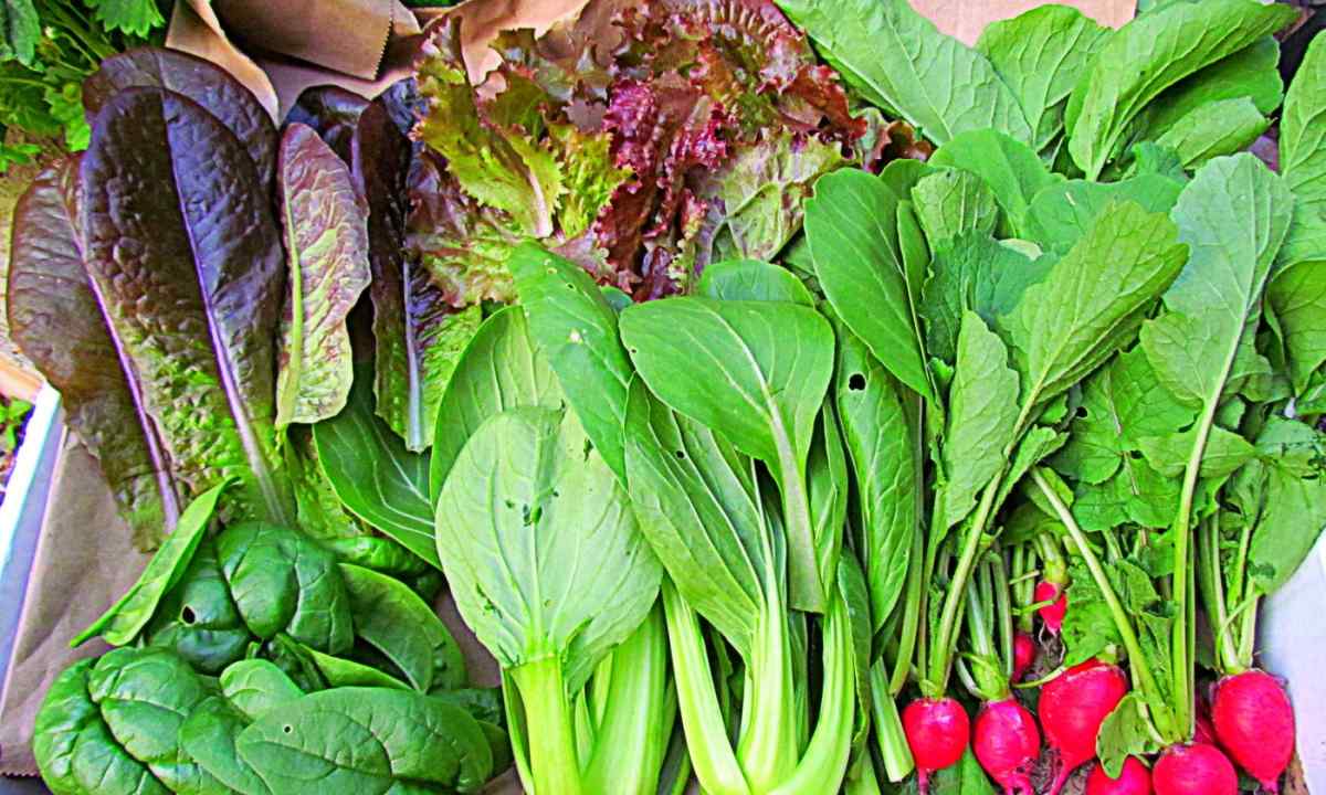 How to grow up radish – secrets of good harvest