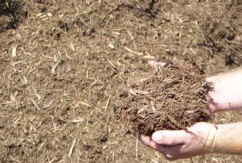 How to mulch the soil
